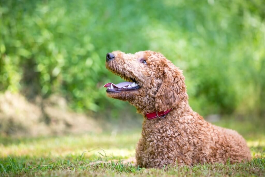 My Goldendoodle is Out of Control: 8 Proven Solutions That Actually Work