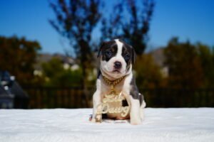 The Ultimate Guide to Raising Healthy American Bully XL Puppies