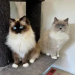 Everything You Need to Know Before Buying Cinnamon Ragdoll Kittens for Sale