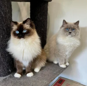 Everything You Need to Know Before Buying Cinnamon Ragdoll Kittens for Sale