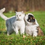 How to Protect Dogs and Cats from Fleas and Ticks All Year Round