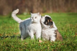 How to Protect Dogs and Cats from Fleas and Ticks All Year Round